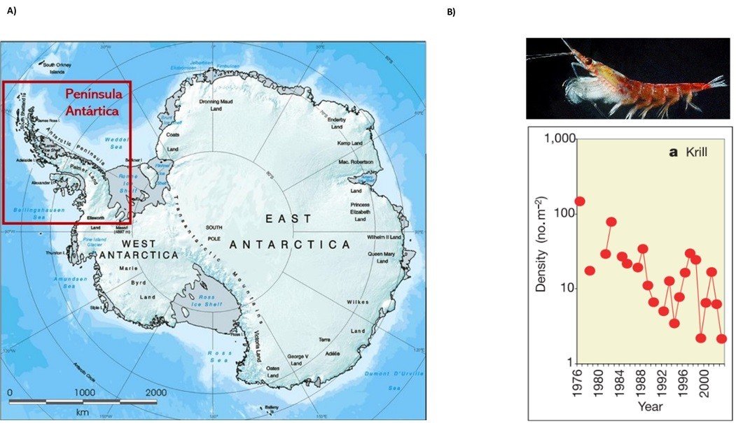 mapa-antartida-grafico-krill