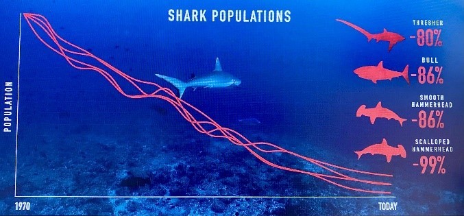 grafico-documental-shark-population