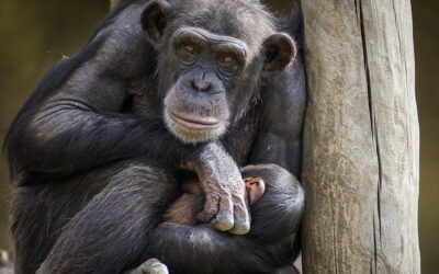 La inteligencia de los animales